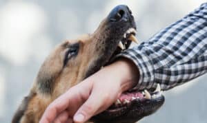 Dog Bites Law in Fresno