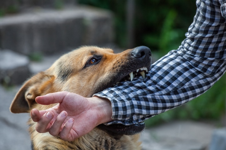 Dog Bite Prevention: Understanding Canine Behavior